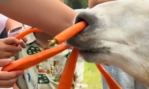 网友称南通一动物园羊驼被投喂吃撑倒地翻白眼,园方回应:确实是吃饱了,“不会撑死,旁边有饲养员在观察”