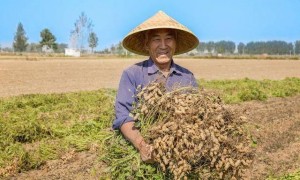 “花生上树”闹剧:AI翻车背后,我们都在弄丢常识?