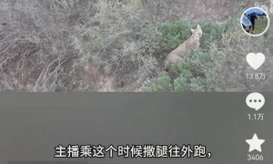 “汗毛都炸开了” 游客独行大峡谷偶遇猞猁,双方对视数十秒
